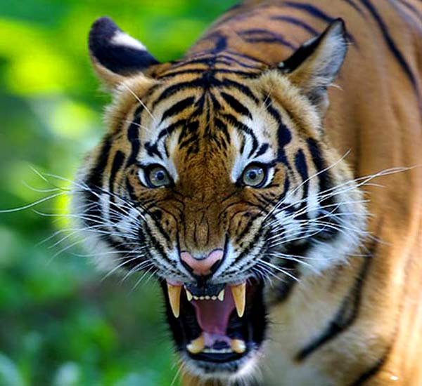 Tygr čínský - panthera tigris amoyensis